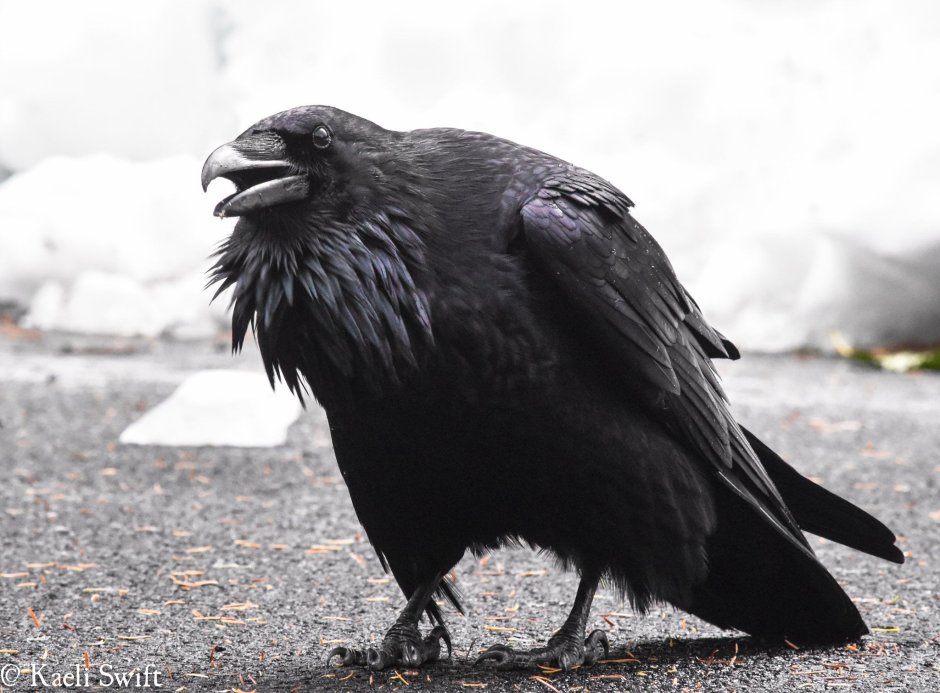 Wild Ravens are native to Britain