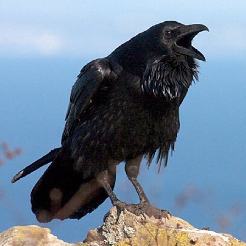 Common Raven