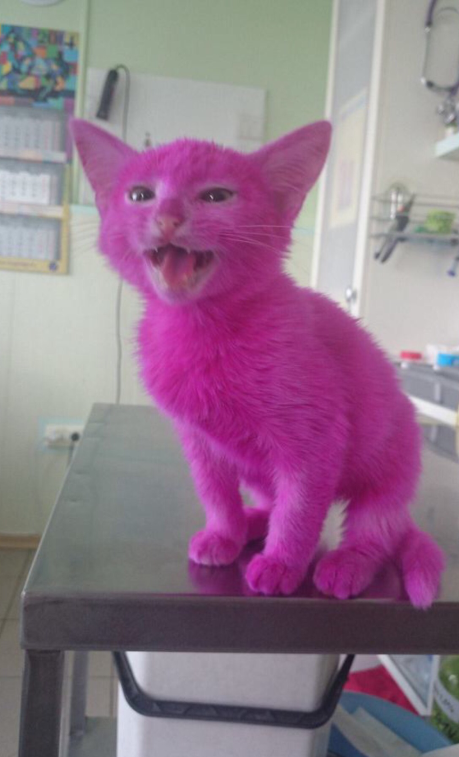 Розовый котенок Лены Лениной