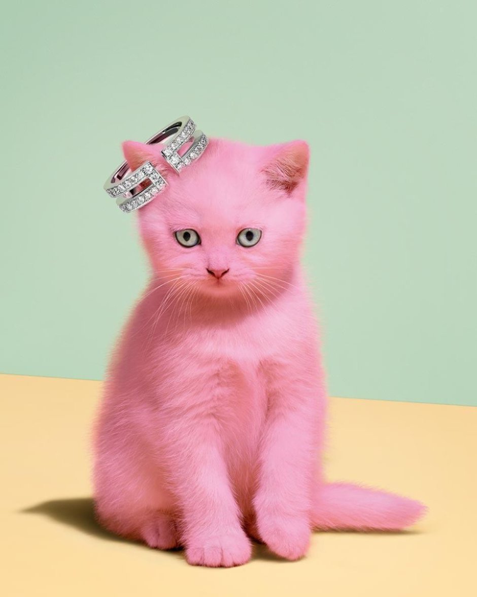 Розовый котенок