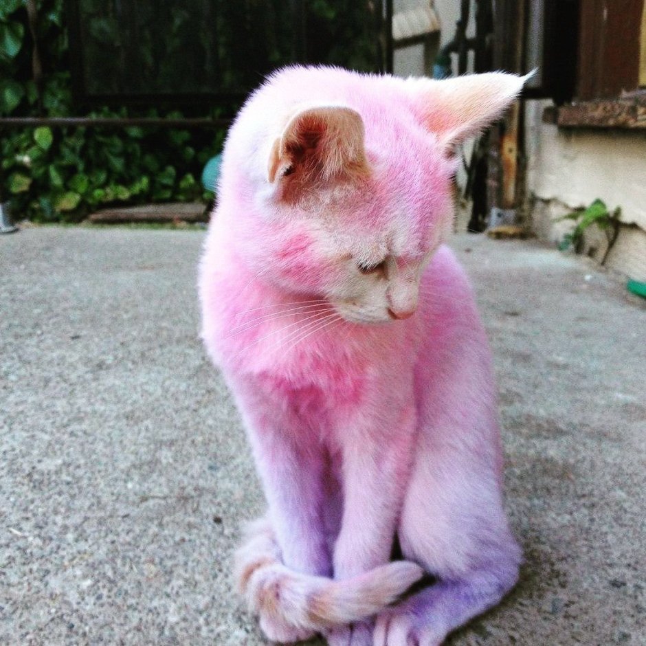 Розовая кошка