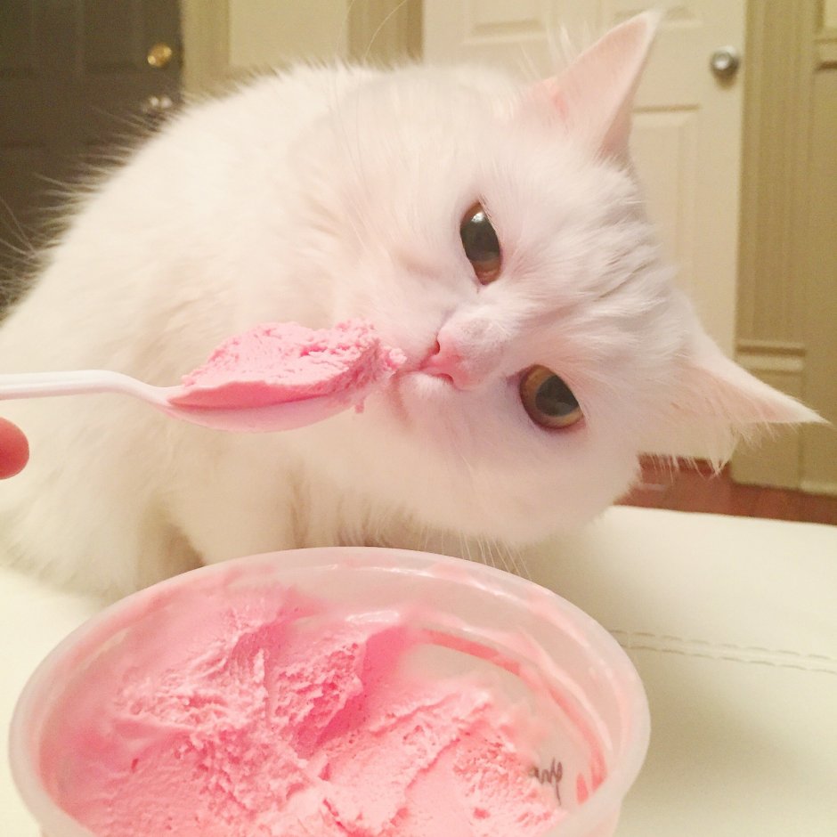 Кот кушает