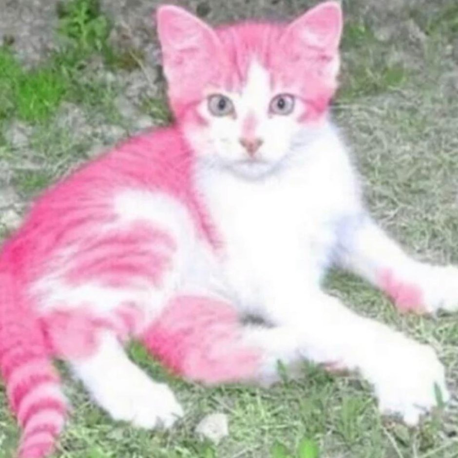 Розовая кошка