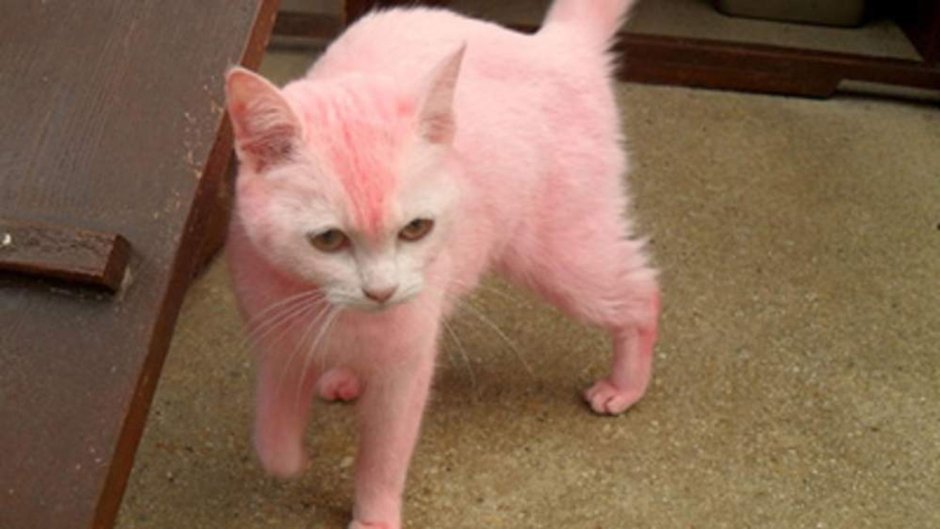 Крашеные котята