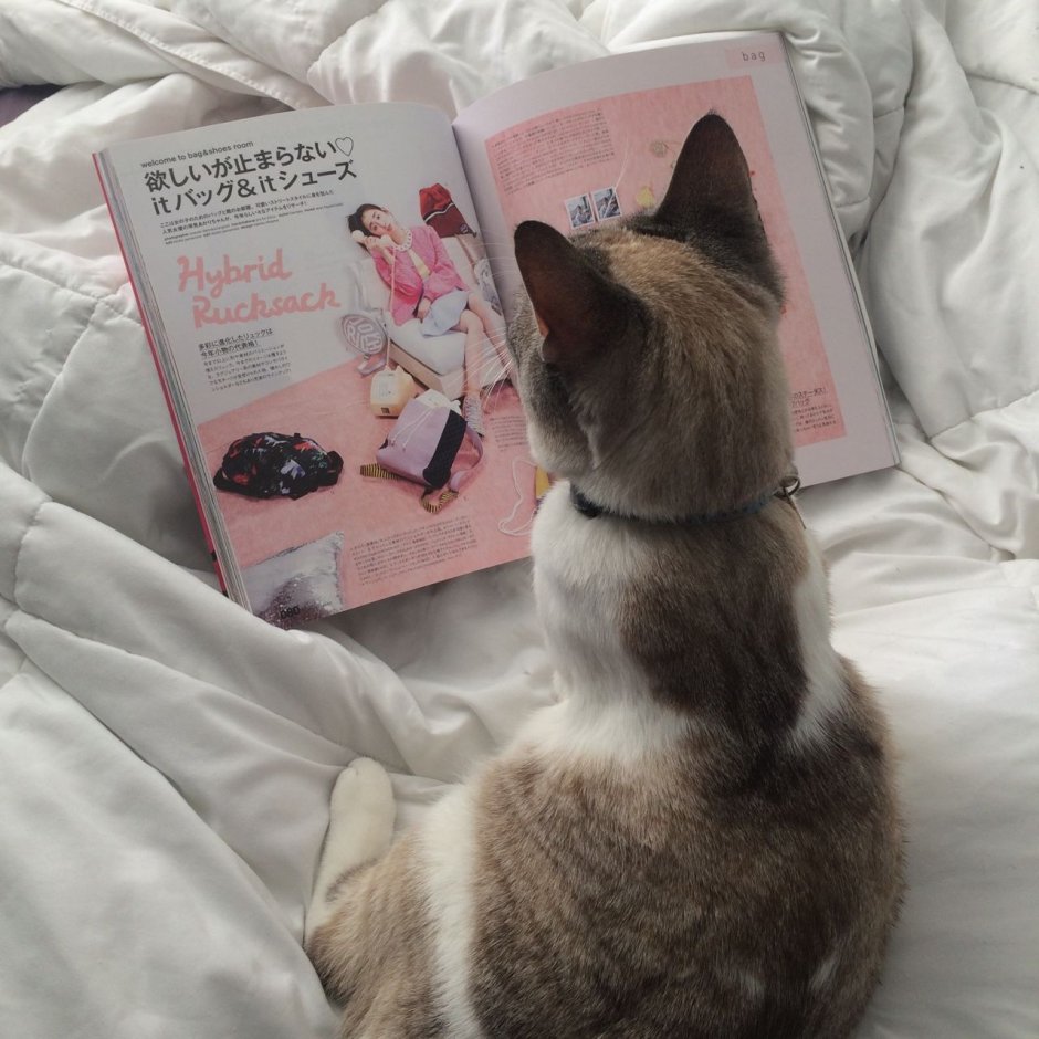 Котики Эстетика розовая