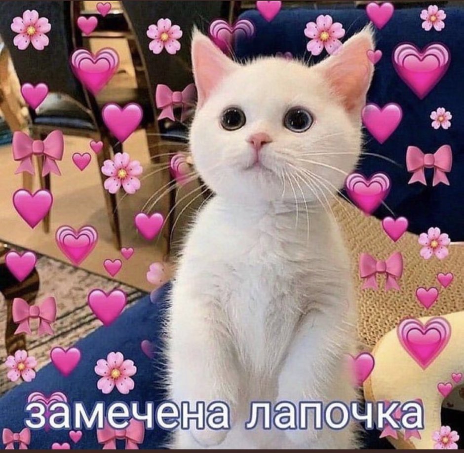 Котики с сердечками