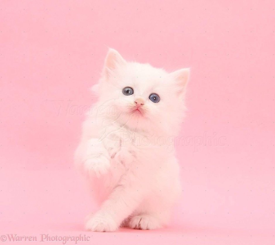 Розовый котенок
