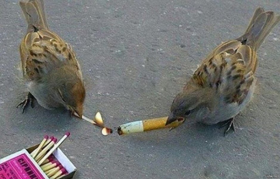 Голубь разведчик