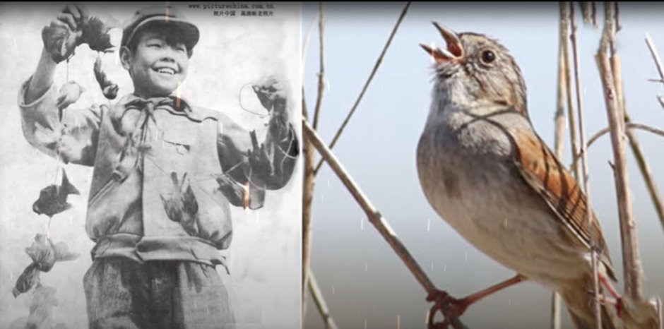 Шевелись плотва