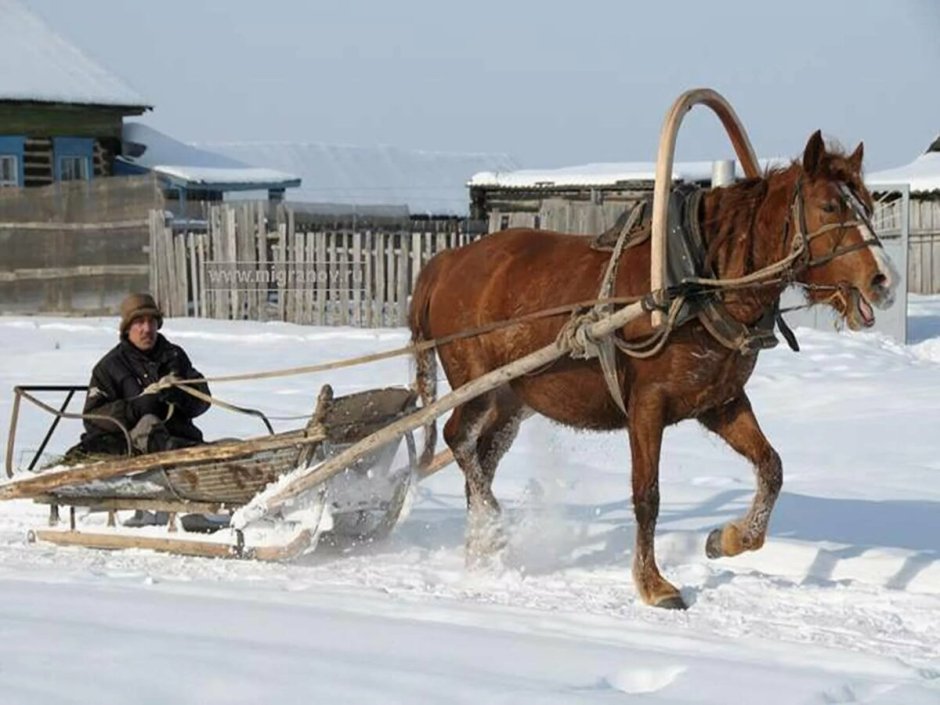 Сани для упряжки лошадей