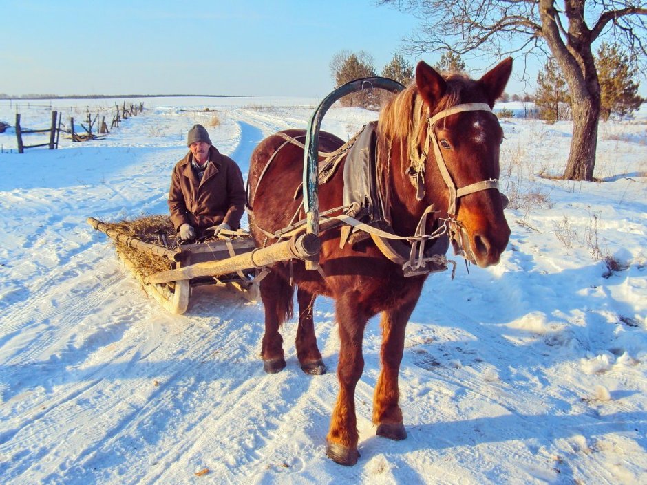 Дровни это крестьянские сани