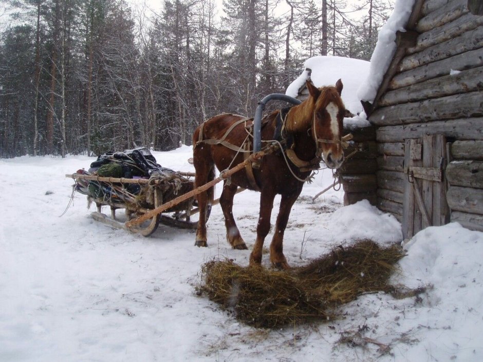 Лошадь с санями зимой