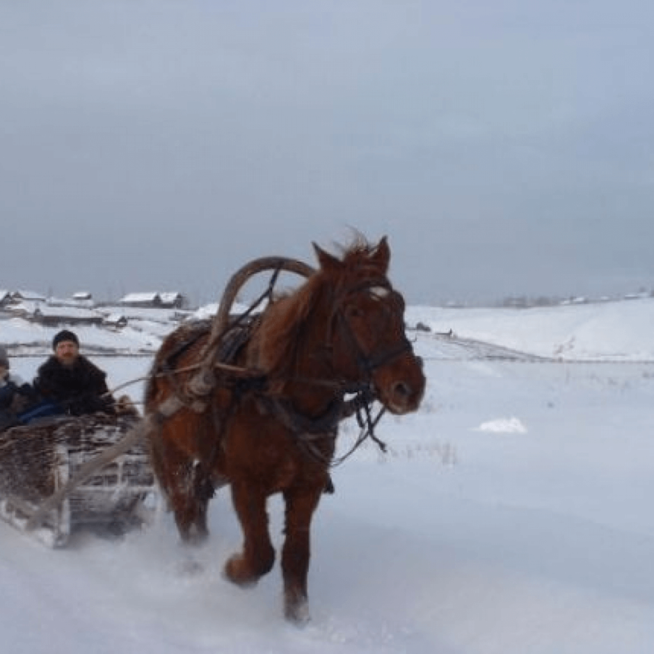 Лошадь с санями по снегу
