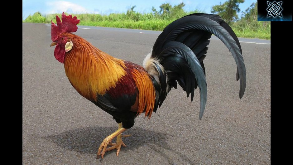 Петух с красивым хвостом