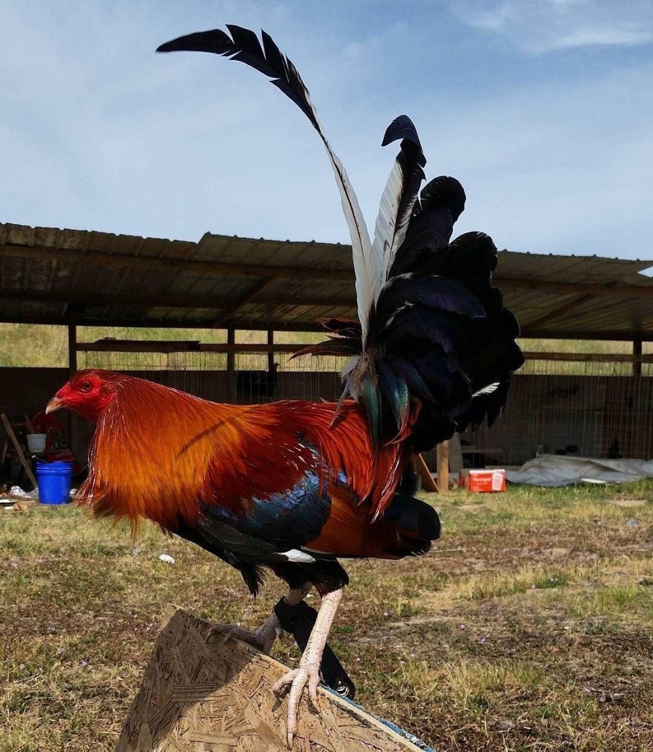 Петух с хвостиком