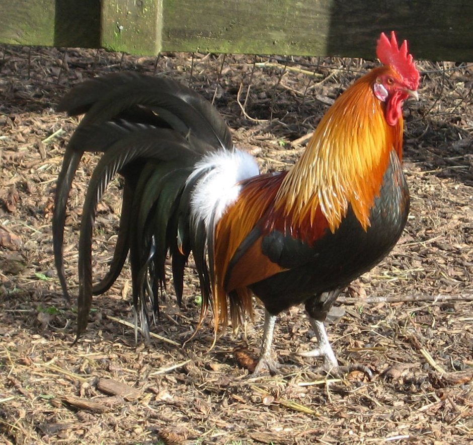 Петух Феникс