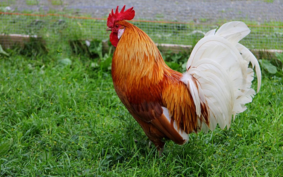 Карликовый петушок