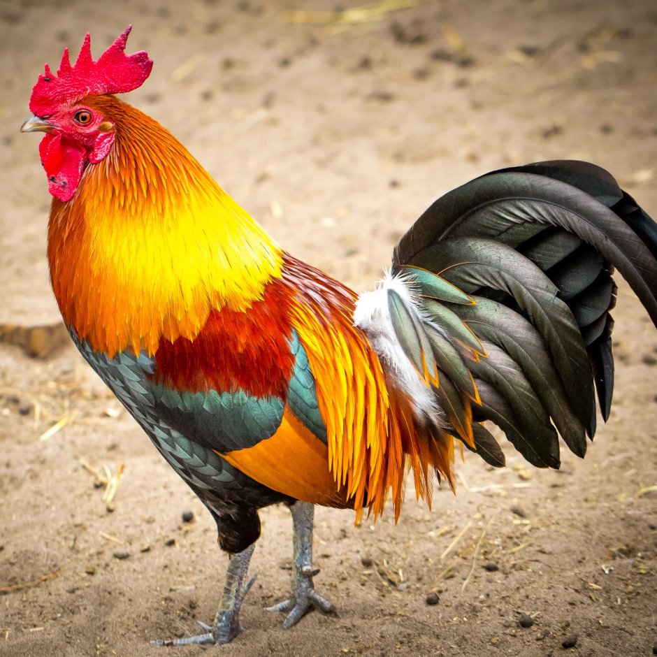 Красивый петух