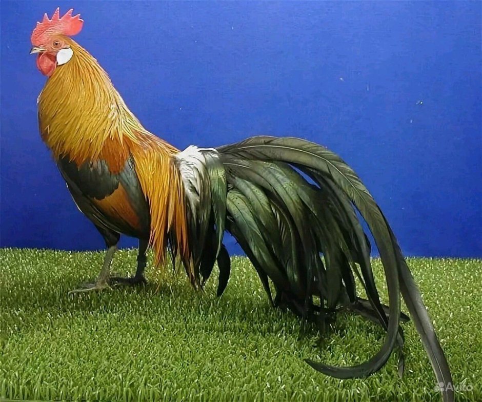 Бентамка порода Феникс