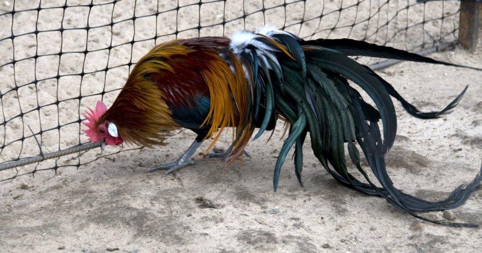 Феникс (порода кур) Крылья