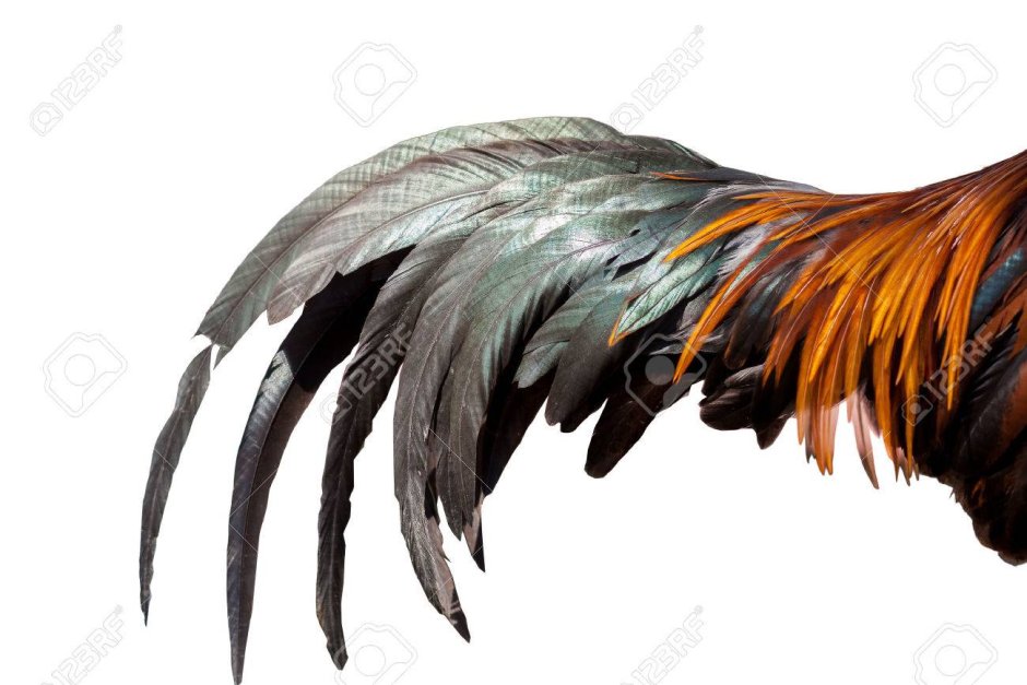 Хвост петуха для детей