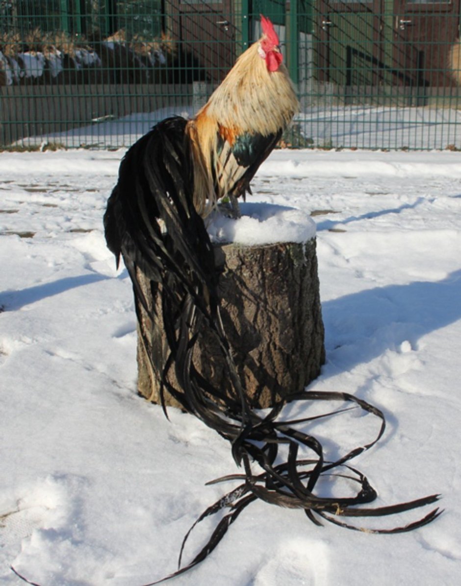 Перья декоративные