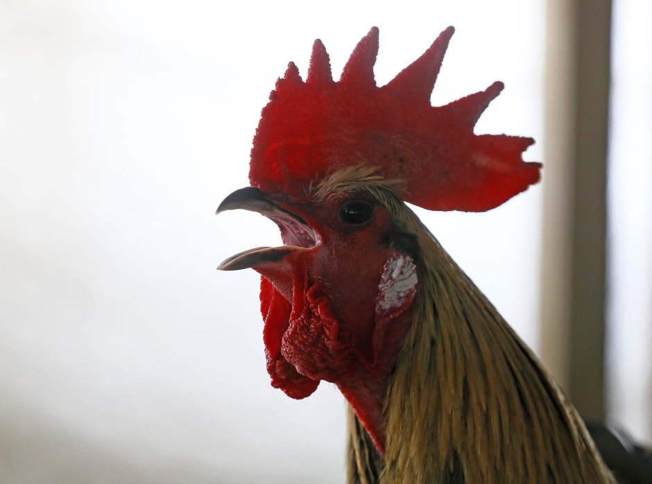 Петушки породы падуан