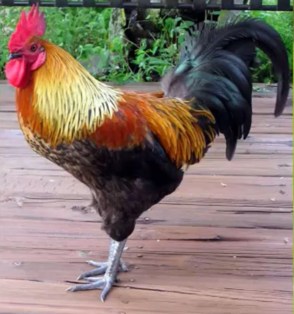 Хвост петуха