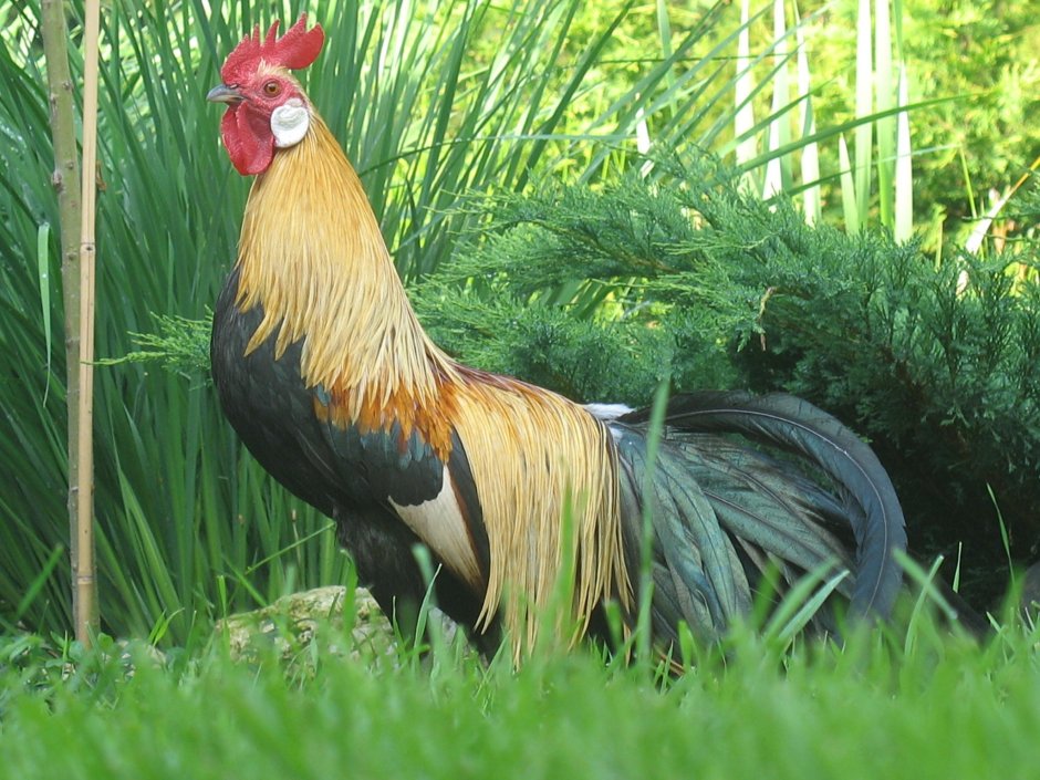 Петух хвостом и петух без хвоста