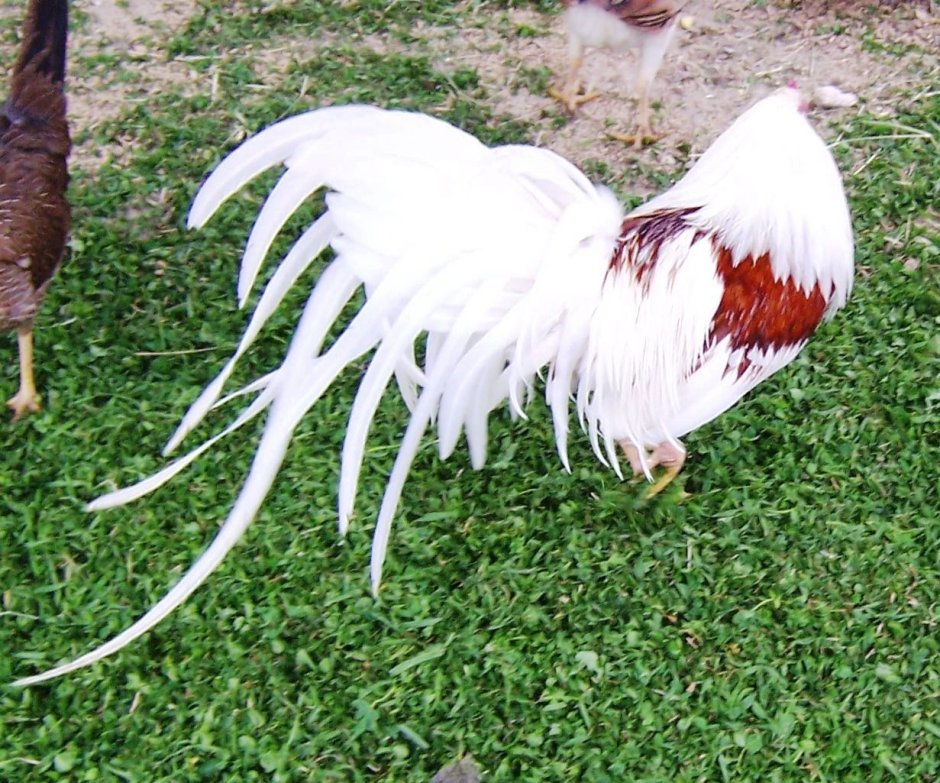 Петух без хвоста