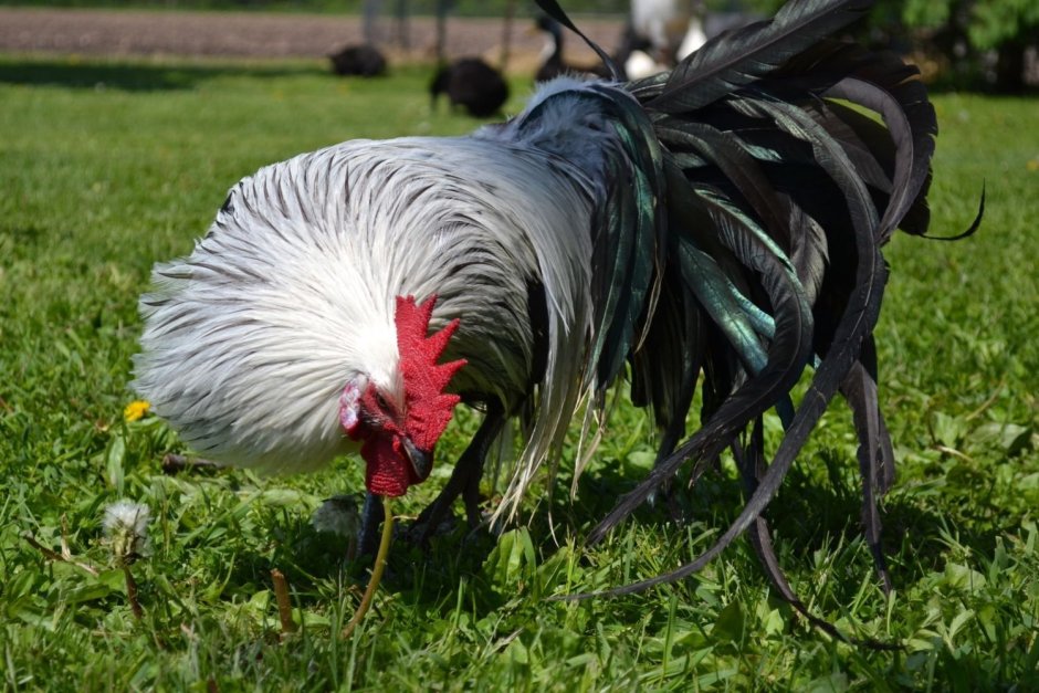 Куры породы Феникс