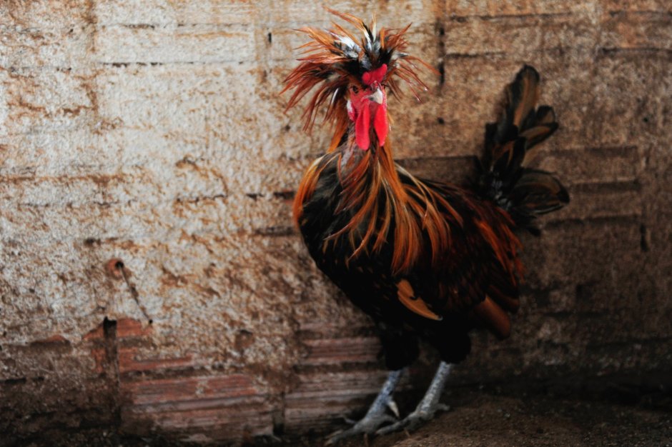 Петух бентамка