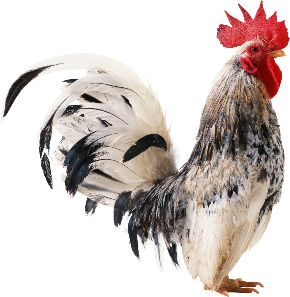 Белый Корниш куры