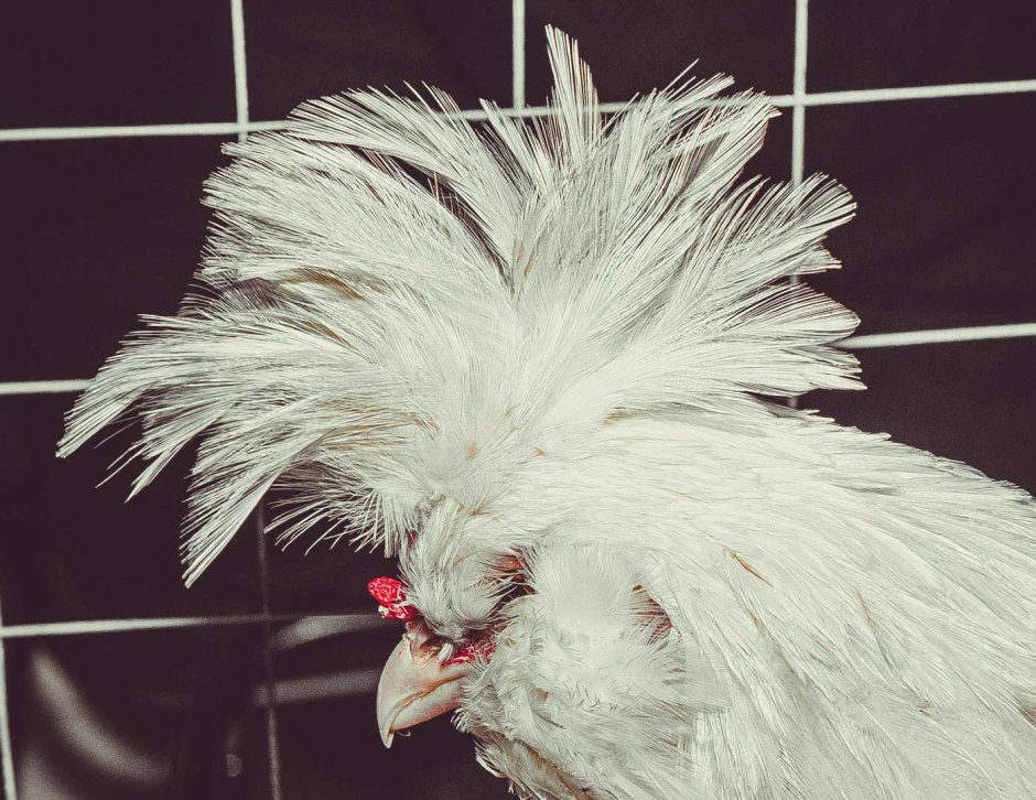 Петушок раскраска цветная