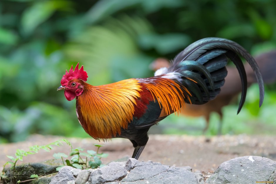 Петух с косичкой