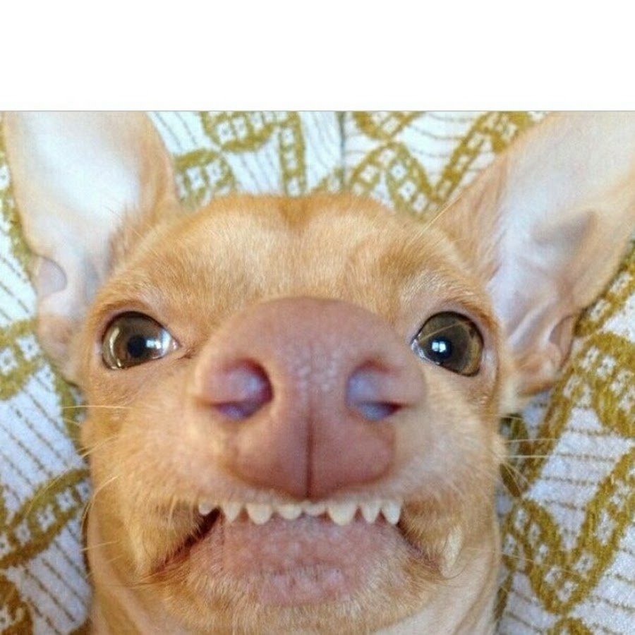 Злая собака чихуахуа