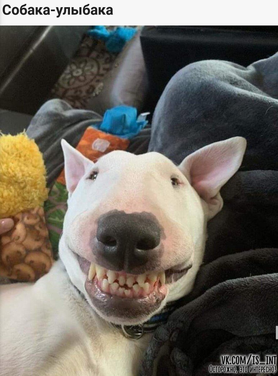 Собака смеется страшная