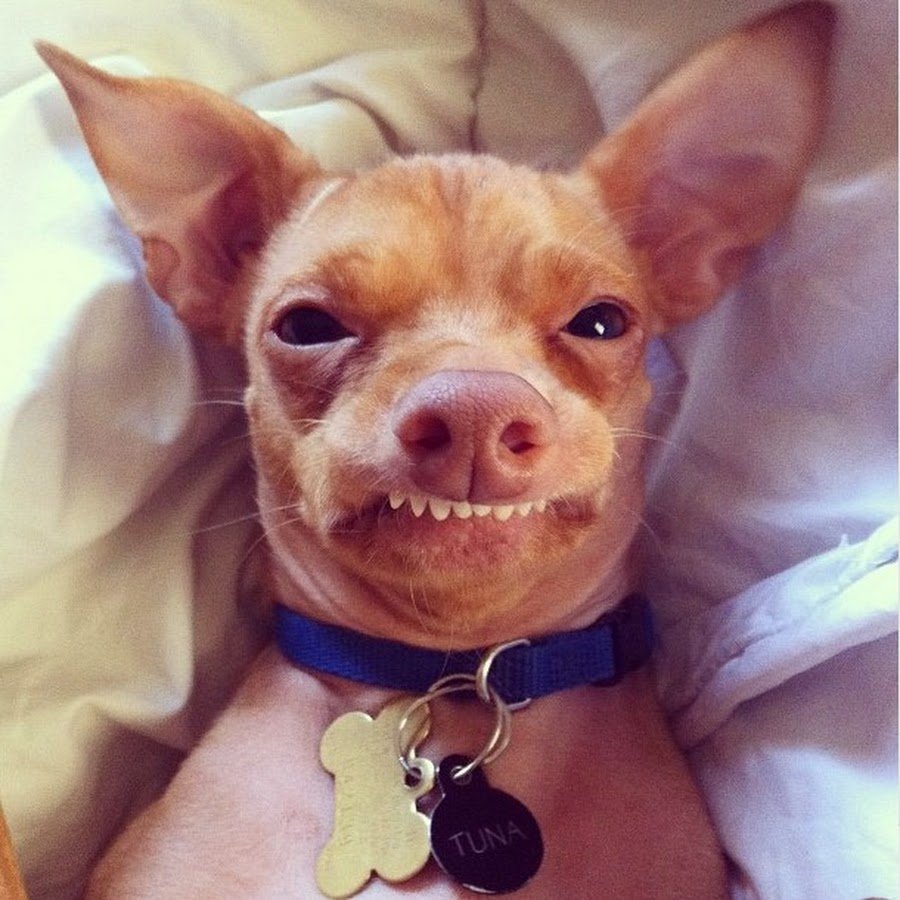 Чихуахуа пузырь из носа