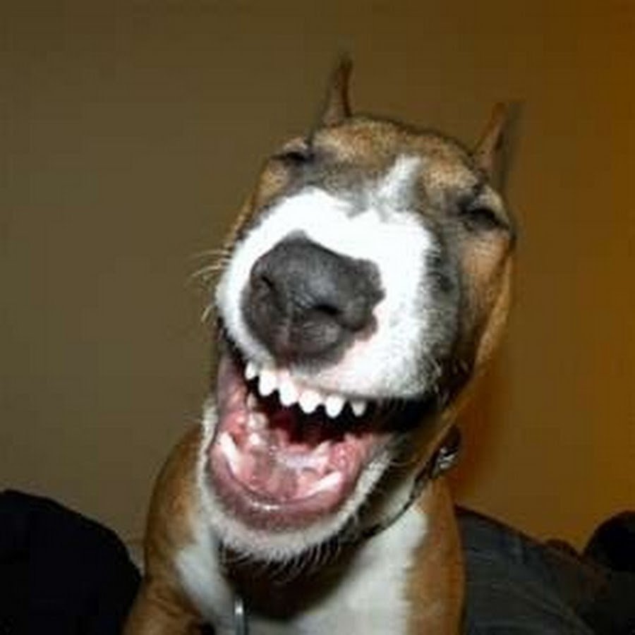 Уродливые чучела животных