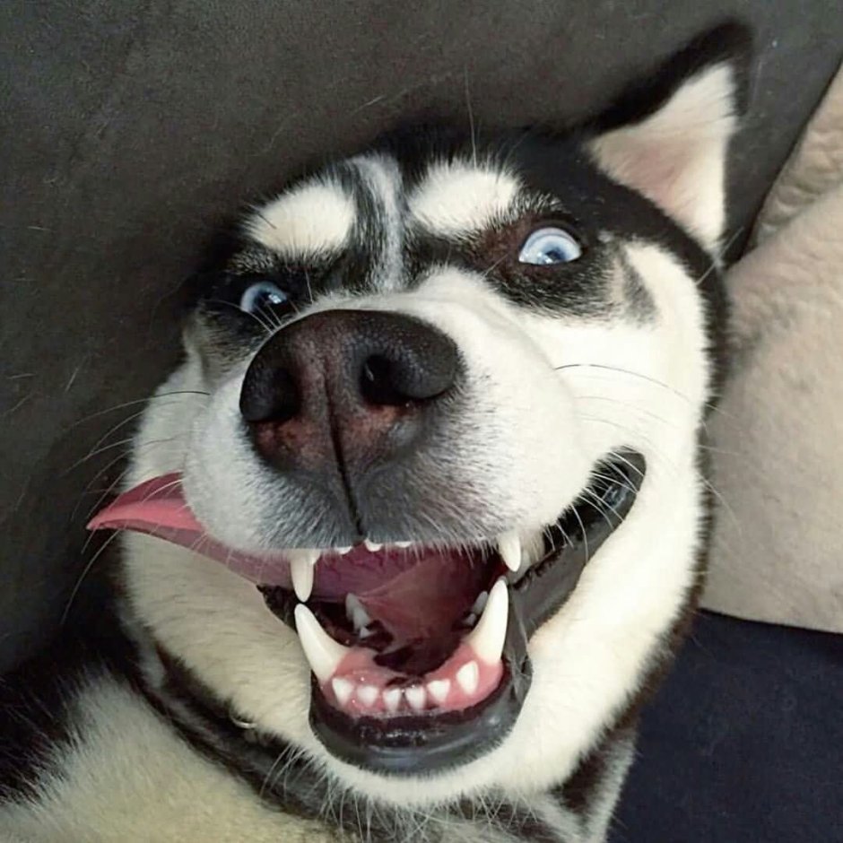 Собака улыбается