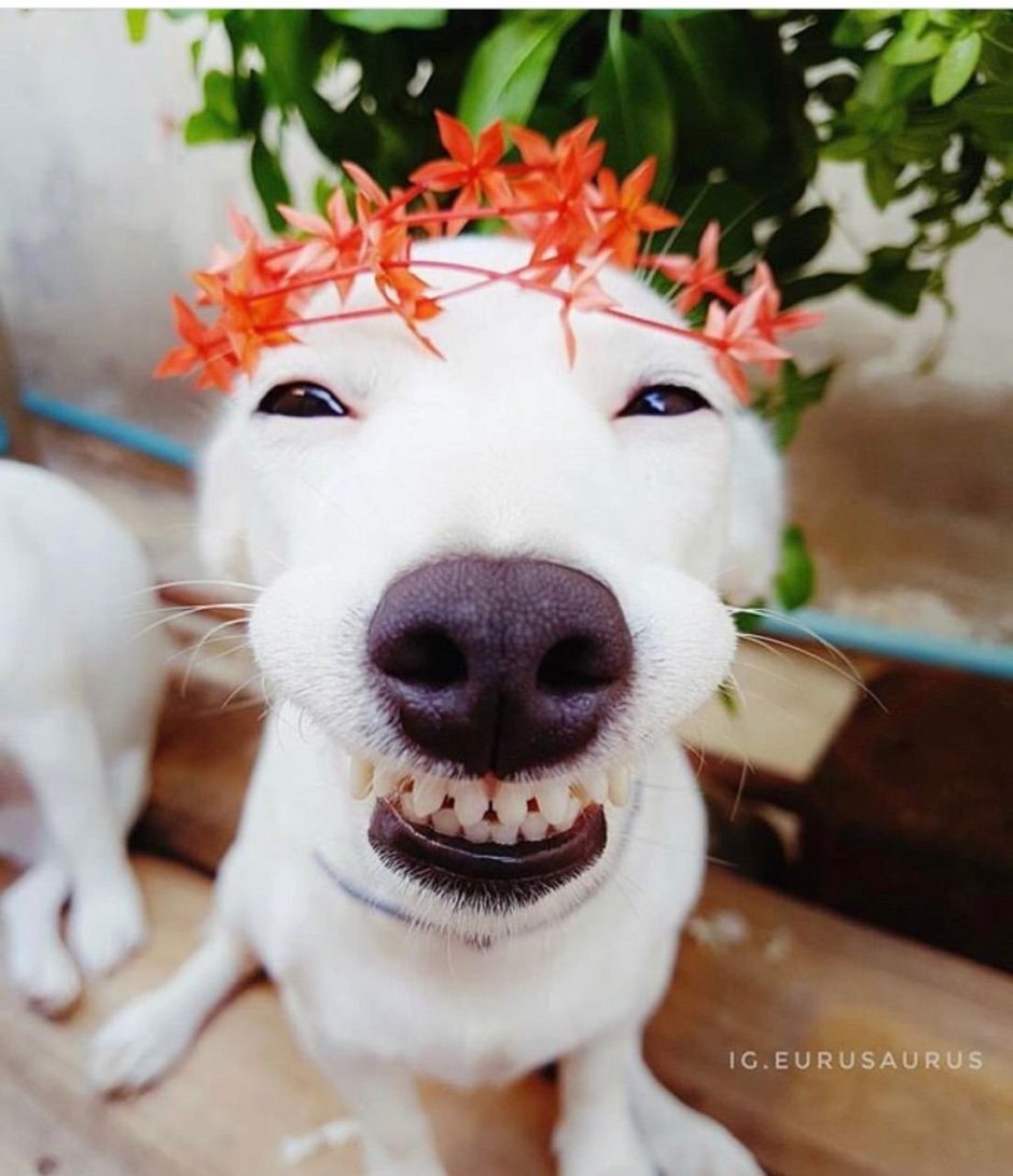 Хаски рэпер собака