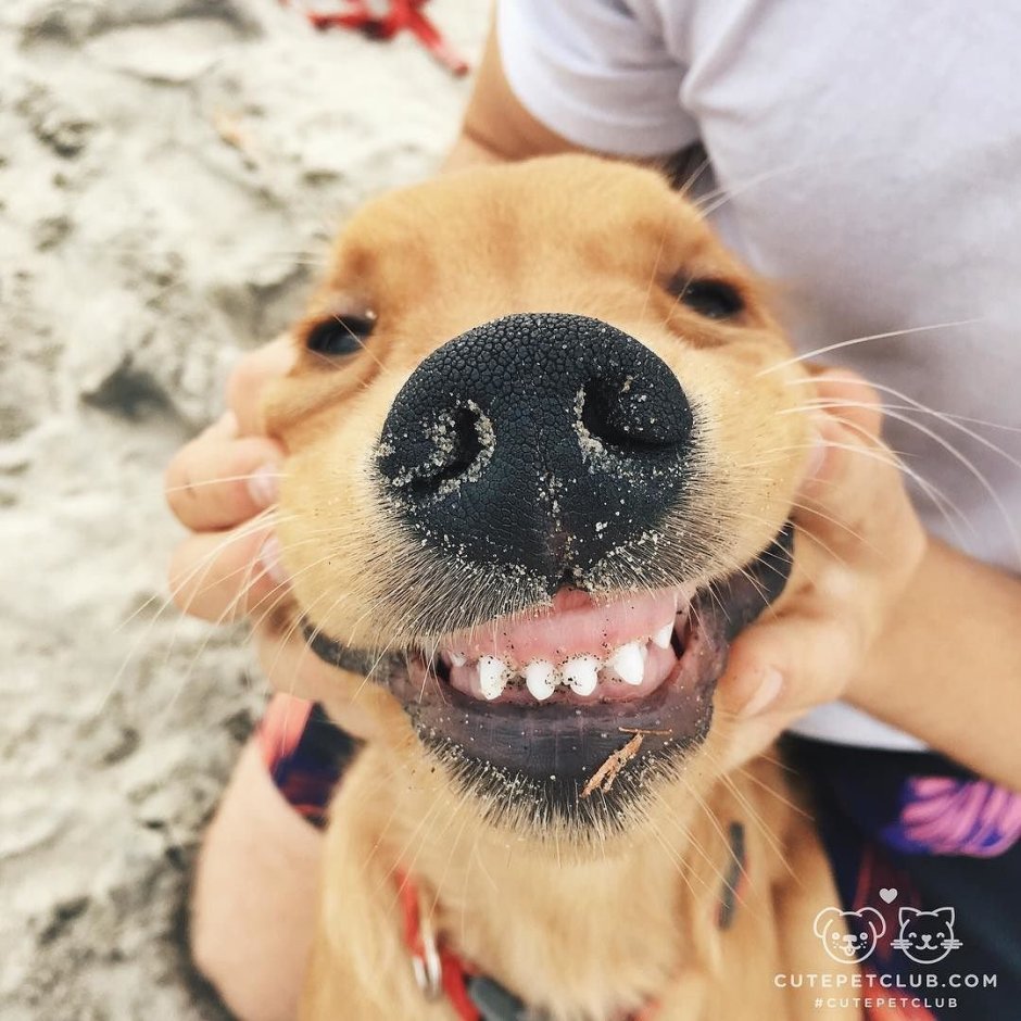 Elke Vogelsang собаки