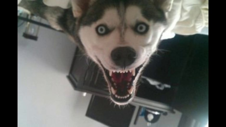 Смешные собаки