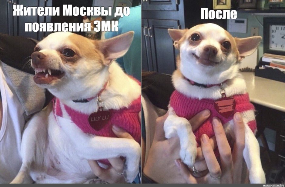 Улыбка щенка