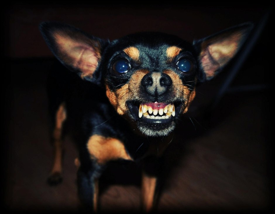 Смешная зубастая собака