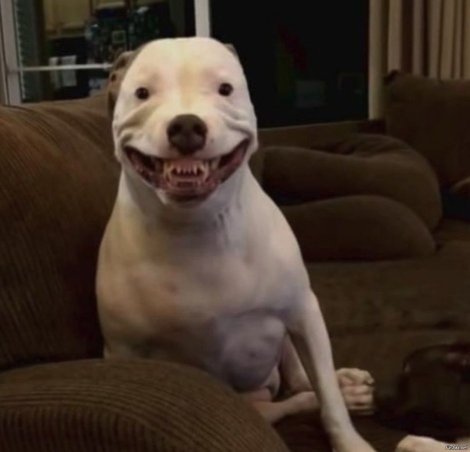 Собака ржет