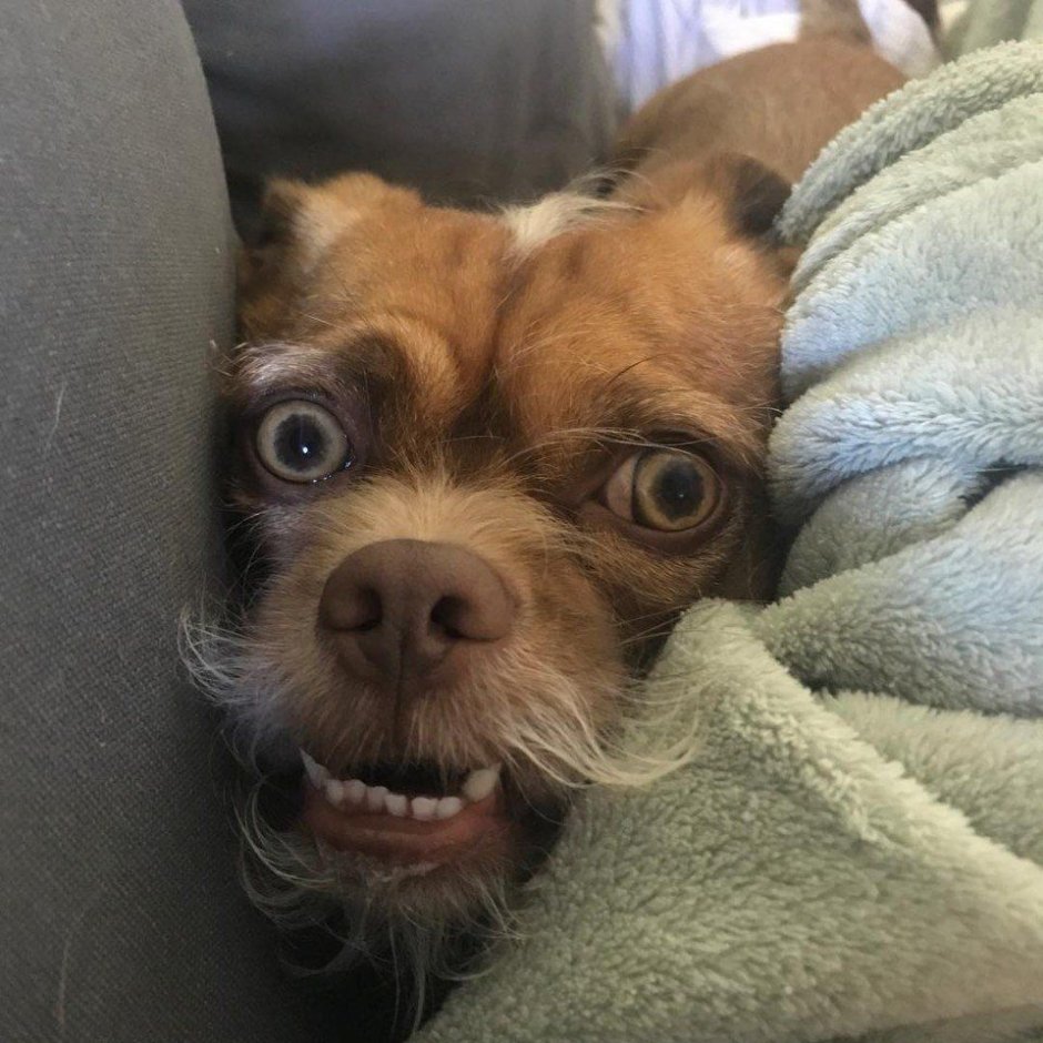 Упоротая собака