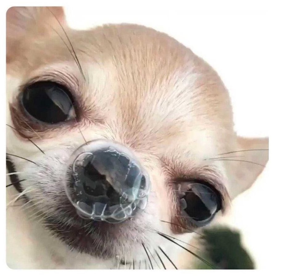 Чихуахуа улыбается