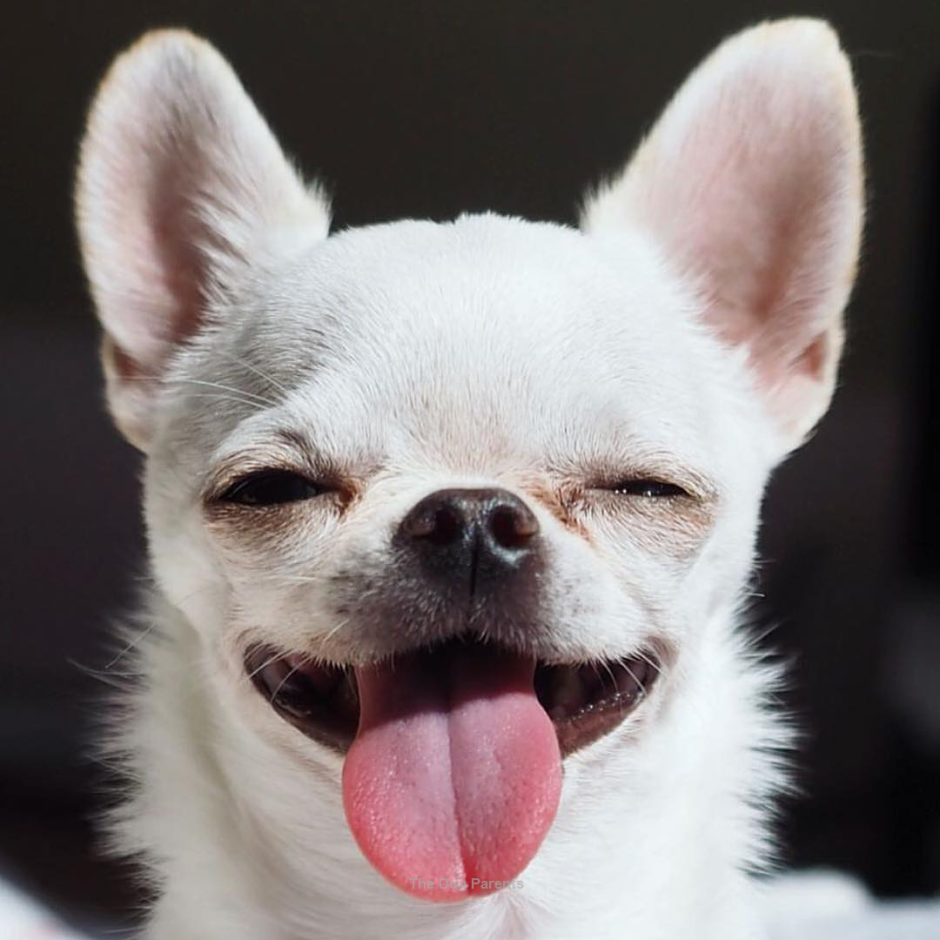 Чиуини собака