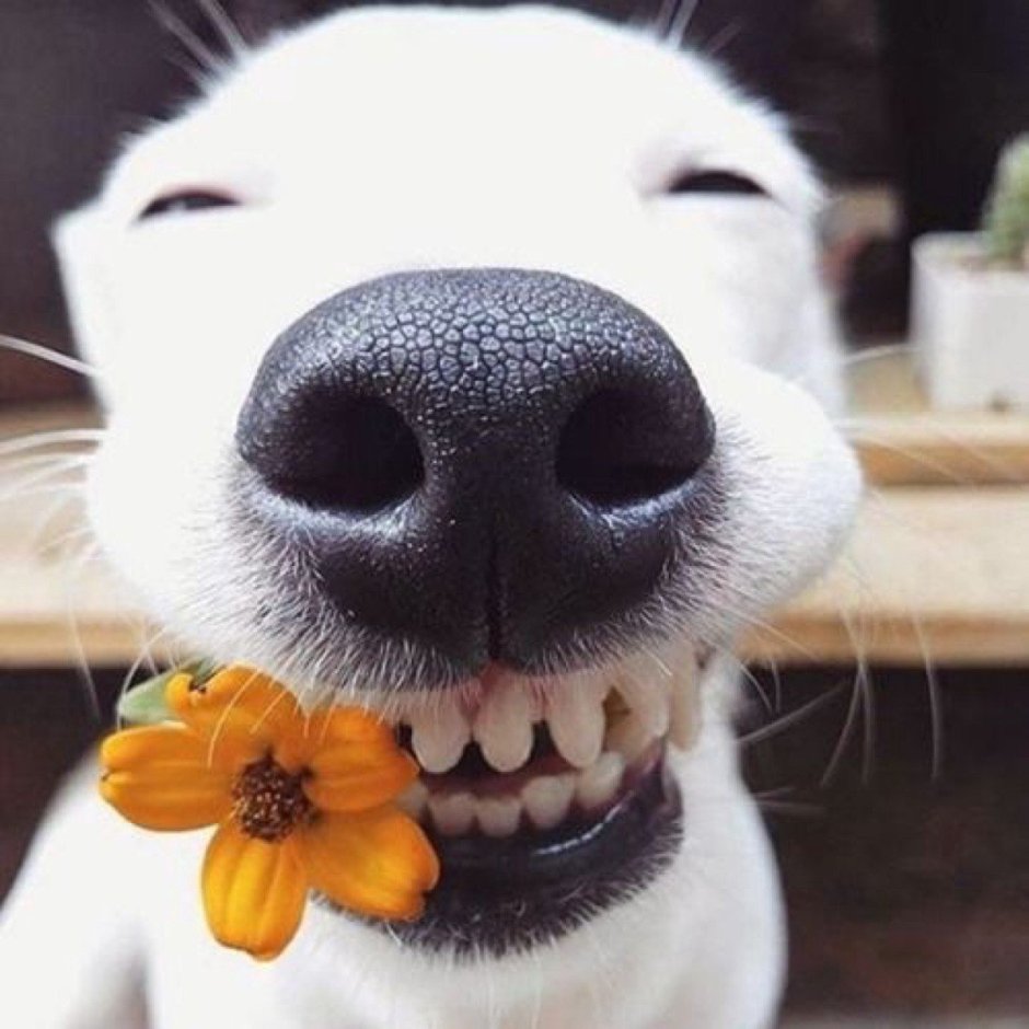 Собака улыбака крипипаста